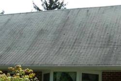 Read why regular roof cleaning may save you money by preventing Plymouth roof repair.
